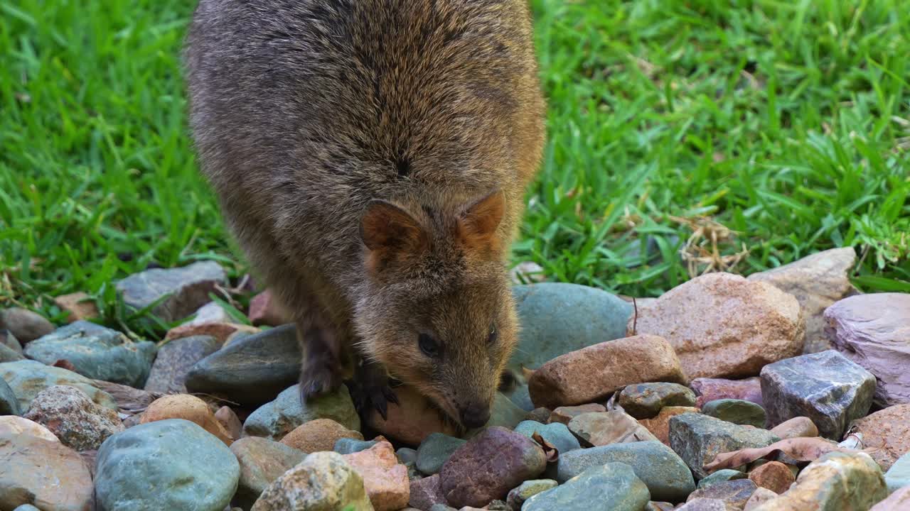 Un simpatico quokka (Setonix brachyurus) che cerca cibo per terra, primo piano al rallentatore