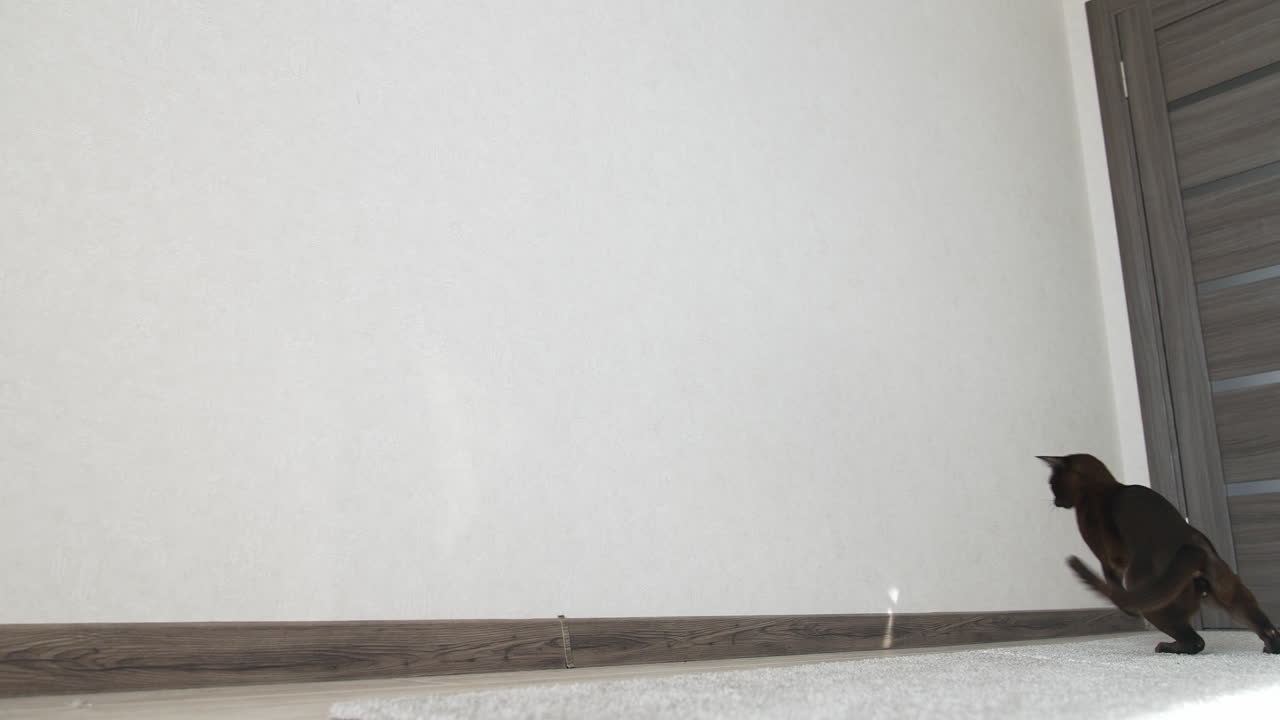 Pedigree kitten catches reflection of the sun. Adorable burmese cat playing indoors. Funny purebred kitty at home