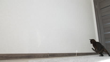 pedigree kitten catches reflection of the sun. adorable burmese cat playing indoors. funny purebred kitty at home