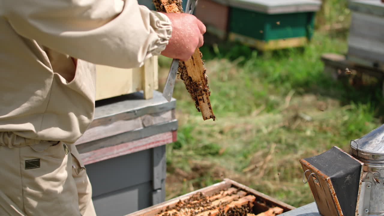 Apiarist holding frame with bees on blur hives background. Bees crawling on honey frame. Beekeeper examines bees on apiary.