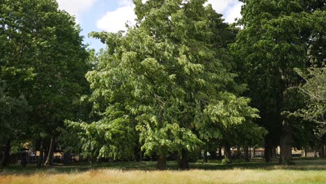 big trees with green leaves swaying in strong winds, in slow motion