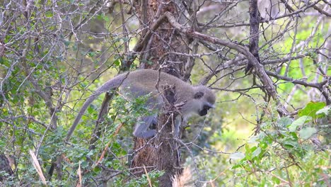 pequeño primate escondiéndose en un árbol con ramas que protegen su descanso - parque nacional kruger.
