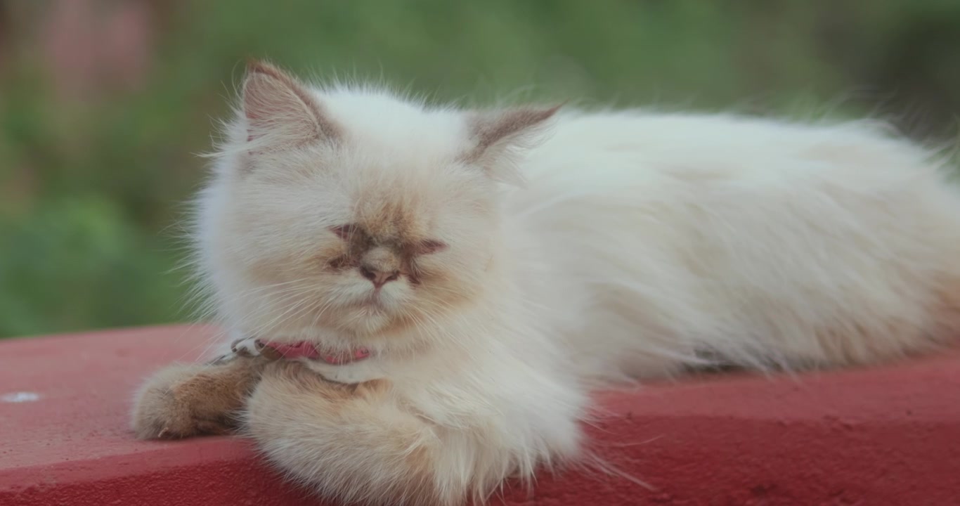 Gatto a pelo lungo e soffice che riposa su un muro in una luce naturale soffusa, in una tranquilla scena animale all'aperto.
