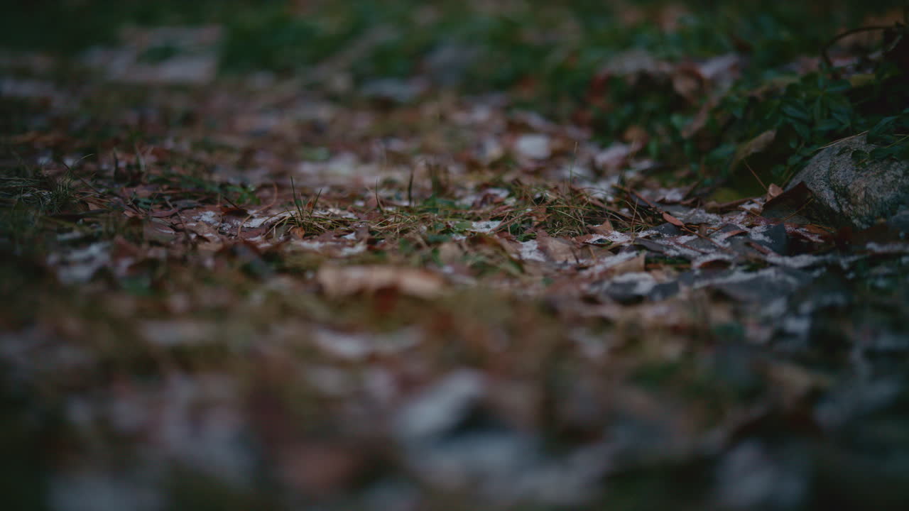 Fallen leaves covered with early frost on natural ground, creating a cold seasonal texture with shallow depth of field, ideal for transition visuals, backgrounds, and design use. Lateral movement