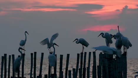 The-Great-Egret,-also-known-as-the-Common-Egret-or-the-Large-Egret