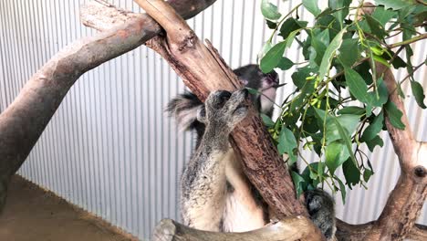 koala behind a tree stump eats leaves, slow motion