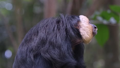 un saki de cara blanca mirando a cámara lenta - primer plano