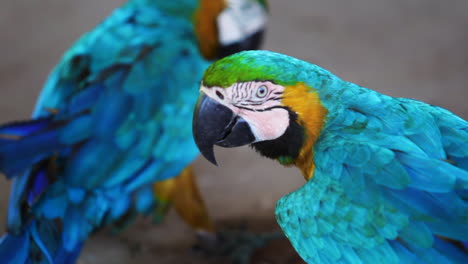 Una-Pareja-De-Guacamayas-Azules-Y-Amarillas-En-Un-Refugio-Indígena-En-La-Ciudad-De-Minaçú,-Estado-De-Goiás,-Brasil.