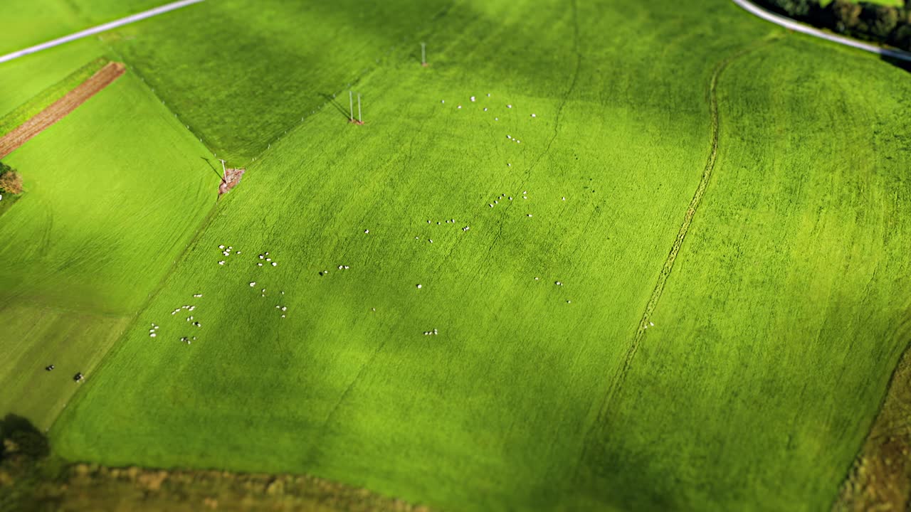 The peaceful scene of cows and sheep grazing on a vast green pasture is captured with a tilt-shift effect, making the animals appear small and toy-like. Aerial shot.