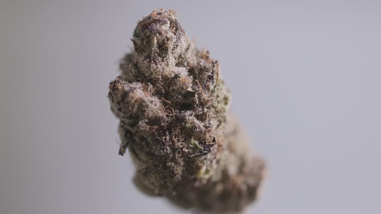 Primo piano di una cima di cannabis viola