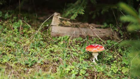 fly agaric mushroom in the ground