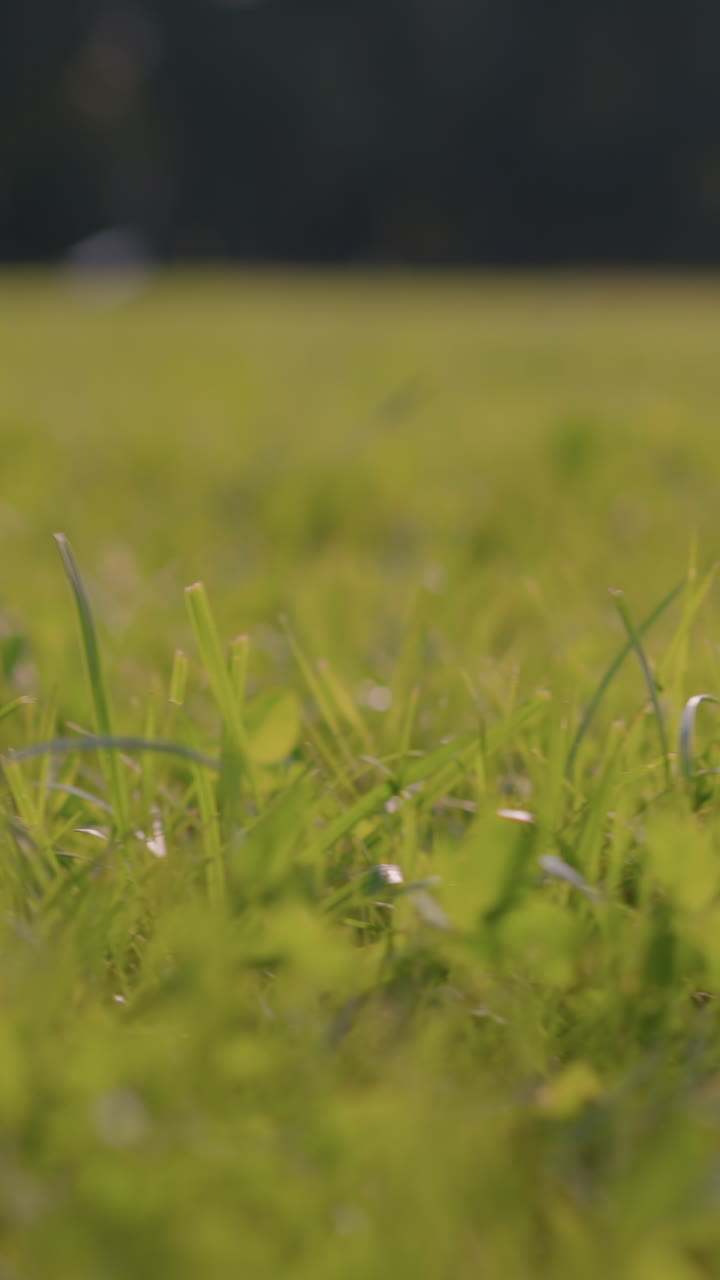 primer plano de un campo de hierba verde exuberante con hojas y hojas de trébol que se extienden en la distancia, con la figura borrosa y el poste de la meta en el fondo, la luz del sol ilumina suavemente la hierba