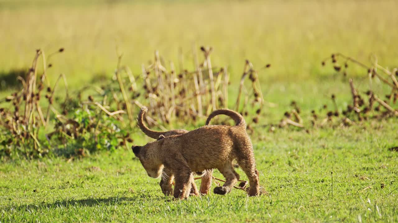 케냐 의 마사이 마라 국립 보호 구역 에 있는 귀여운 아프리카 야생 동물 들 의 흥분 된 에너지 로 놀이 하는 어린 사자 새끼 들 의 느린 동작 촬영