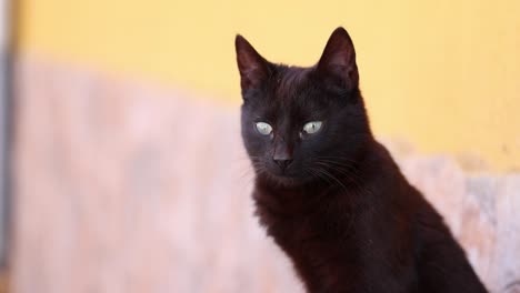 Schwarze-Katze-Mit-Grauen-Augen,-Die-In-Die-Kamera-Blickt