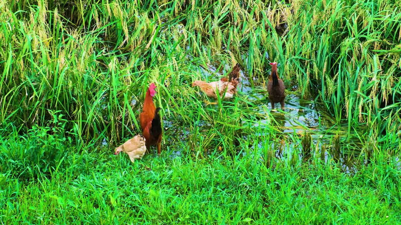 방글라데시 의 침수 된   에서  과  이  곡물 을 먹고 있다