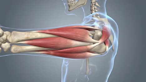 detailed anatomical illustration of human arm muscles: a comprehensive examination of bicep and forearm muscle structures in action