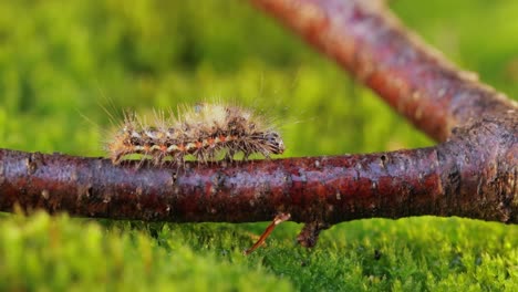 Gelbschwanzmotte-(Euproctis-Similis)-Raupe,-Goldschwanz--Oder-Schwanenmotte-(Sphrageidus-Similis)-Ist-Eine-Raupe-Aus-Der-Familie-Der-Erebidae.-Raupe-Kriecht-An-Einem-Ast-Auf-Grünem-Hintergrund-Entlang.