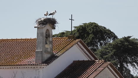 A-Pair-Of-Seagulls-Perched-On-Top-Of-The-Bell-Tower-In-An-Abandoned-Church-In-Portugal-And-Protecting-Their-Nest-From-Enemies---Wide-Shot