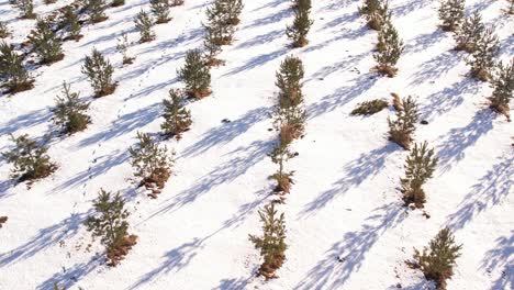 Tannenzapfen-Gärtnerei-Im-Winter