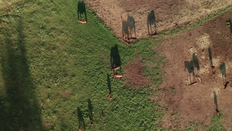 Toma-Aérea-De-Caballos-Marrones-En-Una-Granja-De-Caballos-En-Sihla,-Eslovaquia-Central