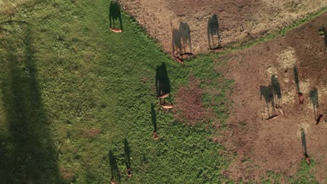 toma aérea de caballos marrones en una granja de caballos en sihla, eslovaquia central