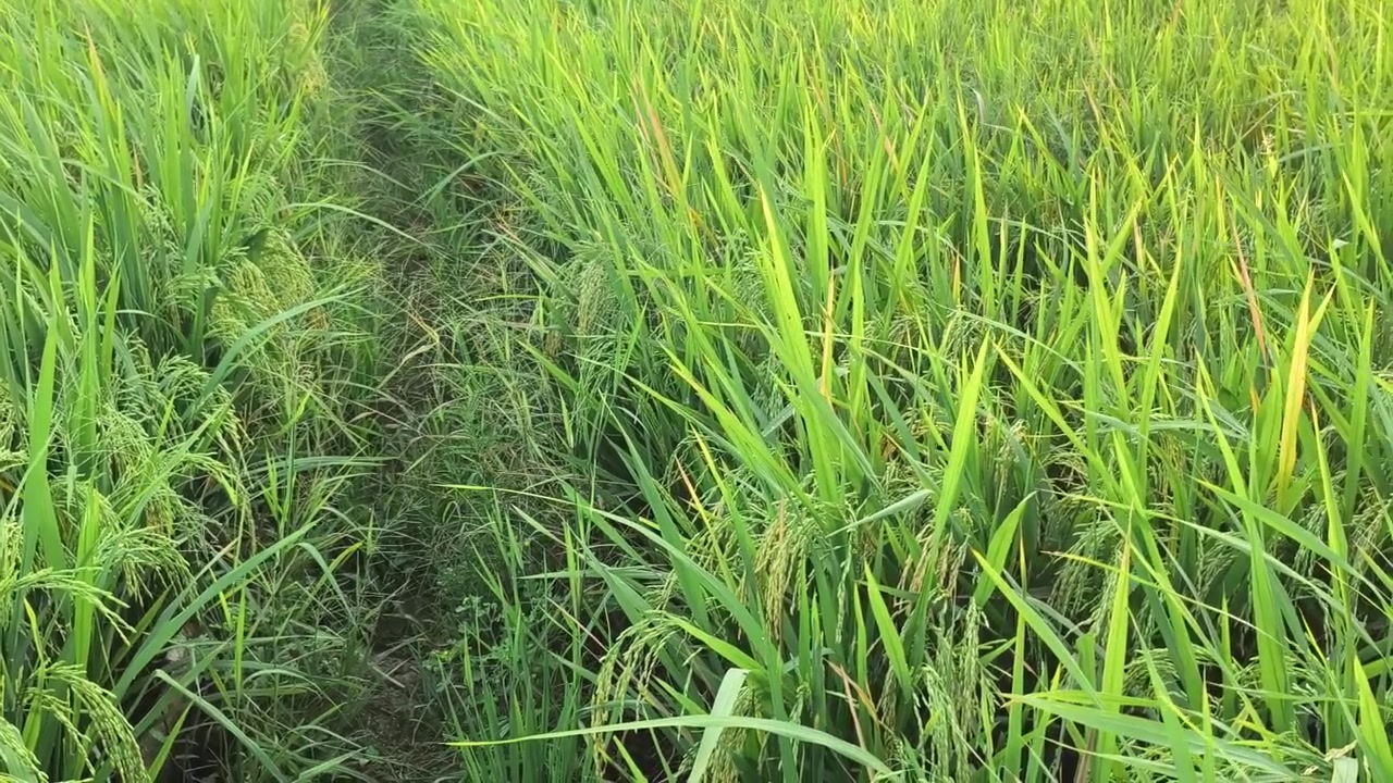 Rigogliosa risaia verde in paesaggio rurale