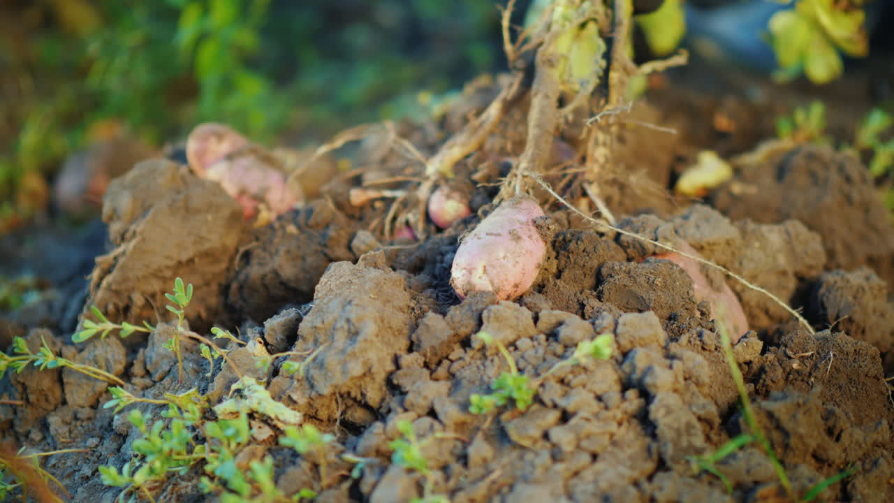 desenterrar un arbusto de patata del concepto de productos agrícolas terrestres 4k video