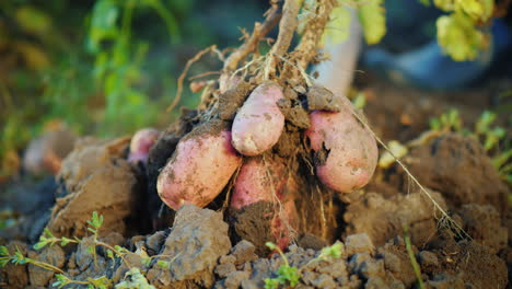 dig out a potato bush from the ground farm products concept 4k video