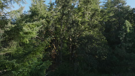 drone aerial of scenic of trees in southern washington state-7