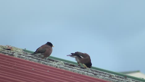 Two-Common-Indian-Myna-Birds-Perched-On-Metal-Roof-Australia-Gippsland-Victoria-Maffra-Windy-Daytime