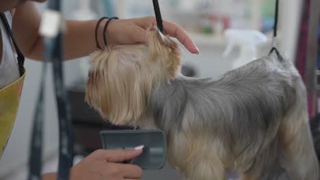 dog groomer brushing yorkshire terrier in a dog salon