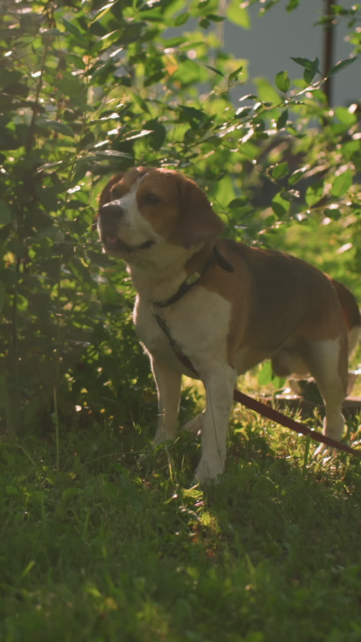 perro con correa roja de pie en una zona de hierba cerca de la vegetación exuberante, ladrando y dando pasos hacia atrás, apareciendo pensativo o cauteloso, la luz del sol ilumina suavemente la escena