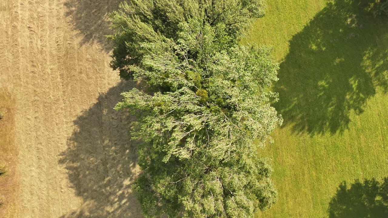 Top-down view of a tree swaying gently in the wind, captured near Walensee in Wessen, Walenstadt, Switzerland, surrounded by fields and grassland