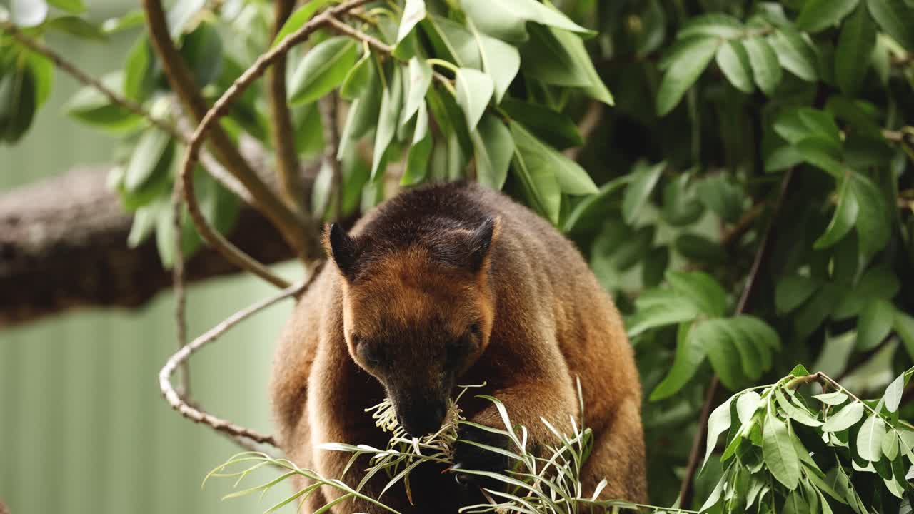 Canguro arboricolo che mangia fogliame, calmo e concentrato