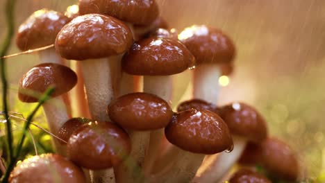 Armillaria-Mushrooms-of-honey-agaric-In-a-Sunny-forest-in-the-rain.