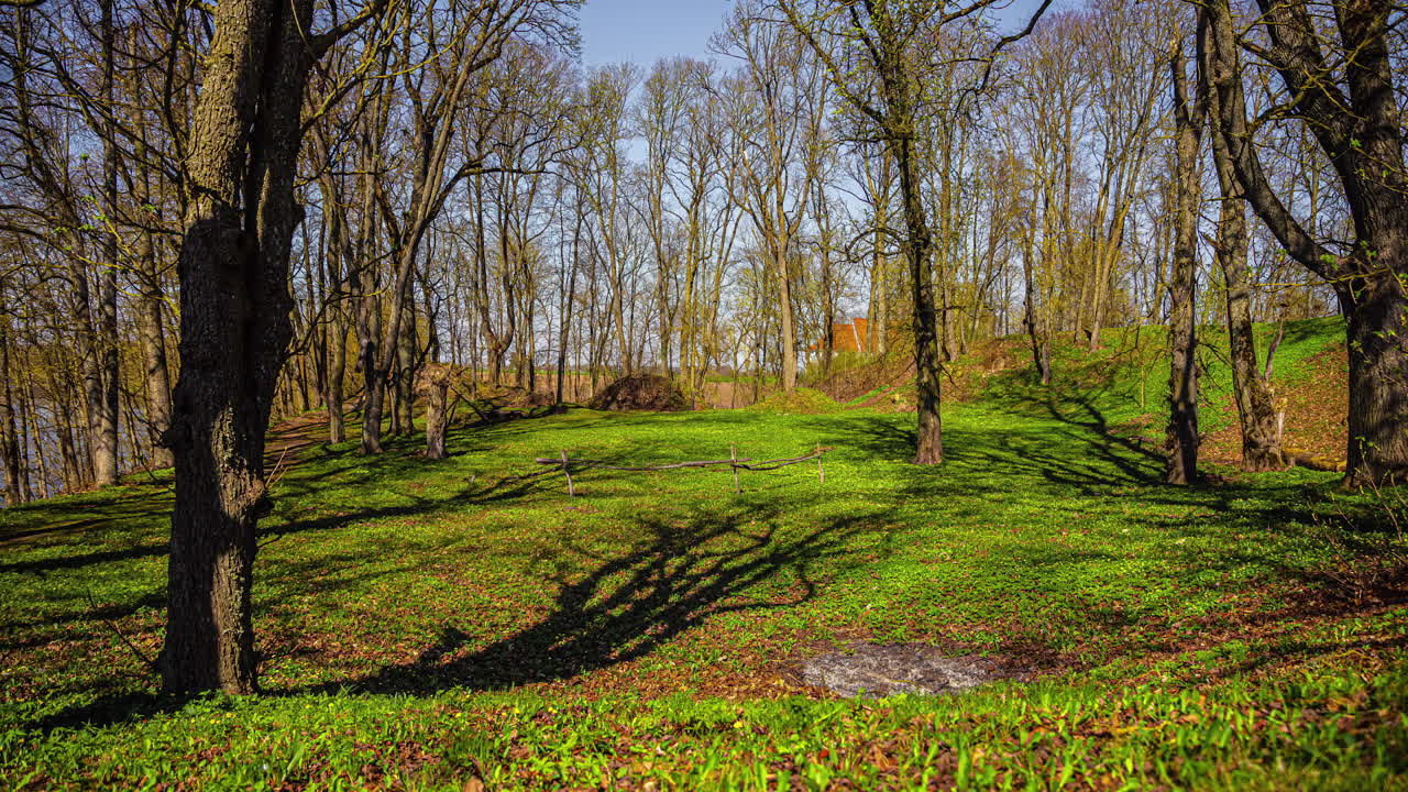 숲에서 나무의 그림자가 태양이 뜨면서 미끄러지는 아름다운 타임  ⁇ 스  ⁇