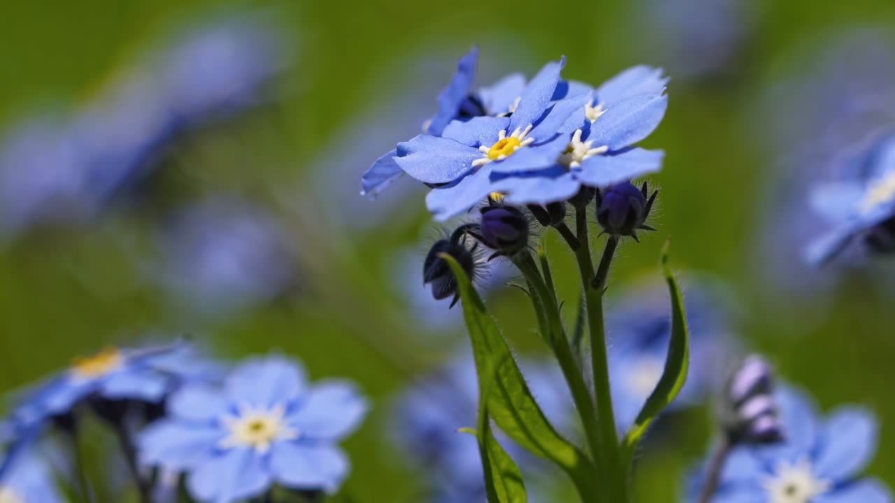 Nærbilde video av levende blå blomster mot en uskarpt grønn bakgrunn, tatt fra en lav vinkel
