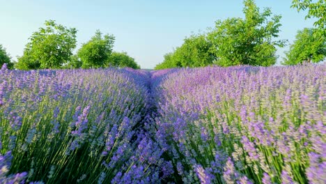 perspectiva personal de la vista de caminar en un campo con plantas de lavanda al amanecer.