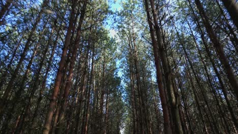 view from below of tree tops dancing in the wind