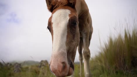 Get-ready-for-an-enchanting-slow-motion-encounter-as-a-playful-and-curious-filly-captures-the-camera's-attention