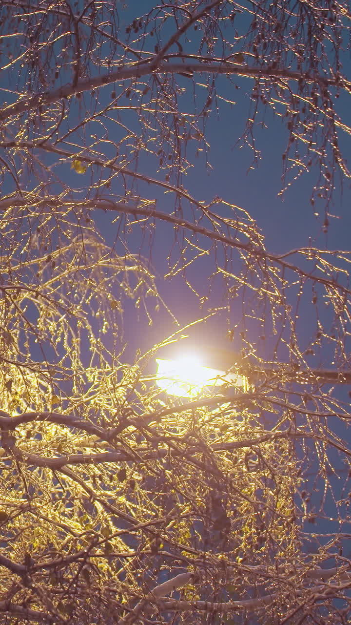 얼음과 눈으로 인 겨울의 나무 가지는 황금색 거리 조명 빛에 의해 조명되며, 깊은 파란색 저녁 하늘에 대해 마법의 효과를 창출하며, 도시 조명 기둥과 전선이 있습니다.
