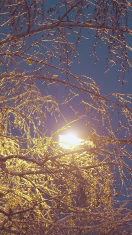 winter tree branches covered in ice and snow illuminated by golden streetlight glow, creating a magical effect against a deep blue evening sky, with urban light poles and power lines