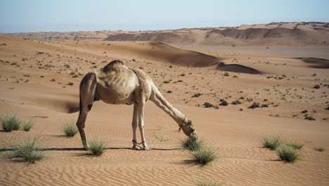 Camello-Comiendo-En-El-Desierto-De-Wahiba-Sands-De-Omán,-Cerca-De-Mascate