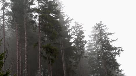 Nebelwind-Trifft-An-Nebligen-Regentagen-Auf-Große-Fichten