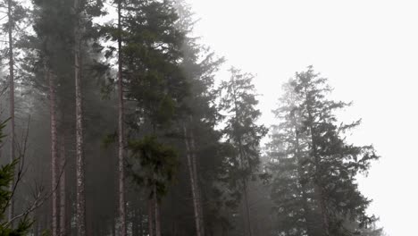 El-Viento-De-Niebla-Golpea-Grandes-Abetos-En-Un-Día-De-Lluvia-Brumosa