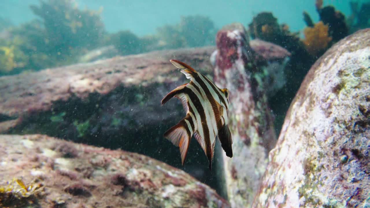 close-up de la vieja esposa peces nadando en las aguas costeras de australia