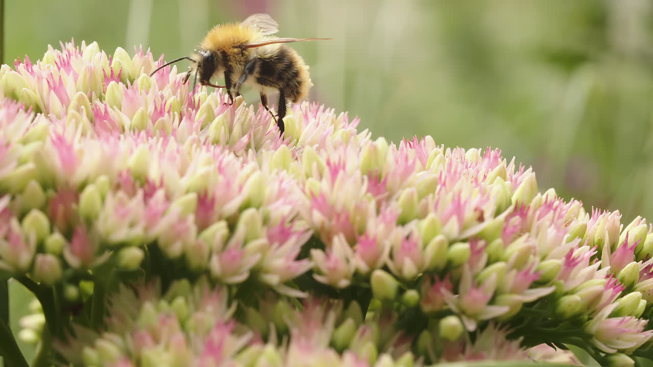 abeja en busca de néctar en la flor de la cosecha de piedra en un día soleado en verano en el jardín del parque
