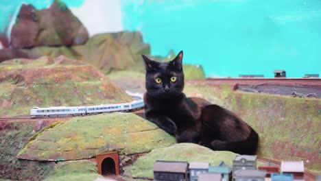 black cat sitting on model train set, diorama scene