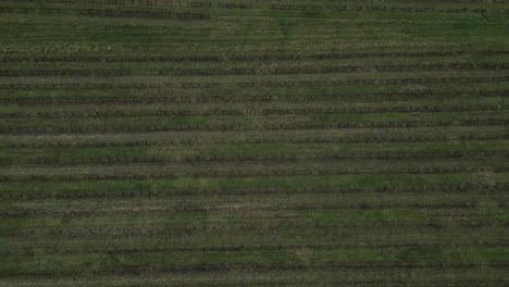 Aerial-View-of-Pugnac-Vineyards,-Bordeaux---aerial-top-down-view