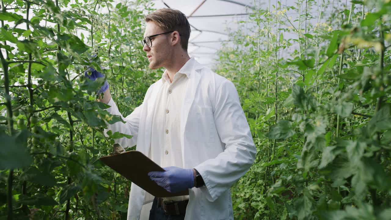 모든 식물은 건강한 성장 상태입니다.